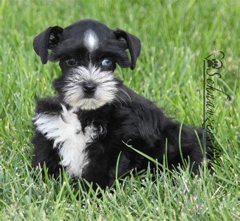 Schnauzer puppies near me - Schnauzer is a German word that means ‘whiskered snout’. Schnauzer sizes include the Giant Schnauzer and Miniature Schnauzer. Schnauzer and Miniature Schnauzer colours include black and silver and white. There’s lots of doggy behaviour that comes naturally to all breeds of dog, including Schnauzers, from digging and chasing to searching ...